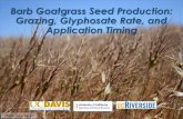 Barb Goatgrass Seed Production: Grazing, Glyphosate Rate ... · barb goatgrass phenology •Evaluate relative efficacy of multiple treatments per season vs. treatments deployed across