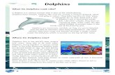 2020-06-26آ  Dolphins Hunting Behaviour Bottlenose dolphins are unique hunters - they hunt their prey