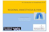 REGIONAL ANAESTHESIA & PAIN - UCL...Regional analgesia • Peripheral nerve block – Mainly extremities, particularly orthopaedics • Epidural – Used as both analgesia and anaesthetic,