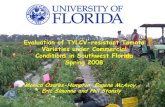 Evaluation of TYLCV-resistant Tomato Varieties under ... · FL 47 (control) Seminis 2-3 Roma Tomatoes Shanty Hazera No Sak 5808 Sakata 4-5 Mariana (control) Sakata No. Spring 07 vs.