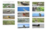 Oxbow Lake Bird Walk List - alamosarec.org · Title: Microsoft Word - Oxbow Lake Bird Walk List Author: jreesor Created Date: 8/29/2018 9:10:10 AM