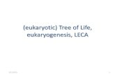 (eukaryotic) Tree of Life, eukaryogenesis, LECAbioinformatics.bio.uu.nl/snel/BEG/Euk_ToL_LECA_Eu... · • Phylogenetic/ cellular/ protein diversity staggering as compared to e.g.