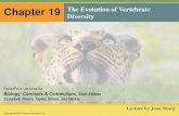 Chapter 19 The Evolution of Vertebrate Diversity · Ancestral chordate Brain Head Vertebral column Jaws Lungs or lung derivatives Lobed fins Legs Amniotic egg Milk Mammals Reptiles