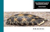 Pet freshwater turtle and tortoise trade in Chatuchak Market, …vincentnijman.org/files/r12_shepherdnijman_turtlestradebangkok_traffic_200.pdf · Leopard Tortoise Geochelone pardalis,