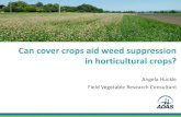 Can cover crops aid weed suppression in horticultural crops? · 2016-12-06 · Cover crop use in horticulture •Existing plus increasing use and awareness •Major growers •Vitacress