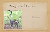 Ring tailed Lemur - Springfield Public Schools · Lemur babies Lemurs have babies at the age of 2-3, and the baby is on its own at the age of 4-5. They have there babies after 135