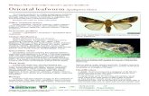 Michigan State University’s invasive species factsheets ......in cooperation with the U.S. Department of Agriculture. Thomas G. Coon, Director, MSU Extension, East Lansing,MI 48824.