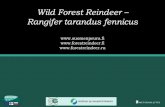 Wild Forest Reindeer Rangifer tarandus fennicus Wild forest reindeer - Speciation â€¢ Wild reindeer