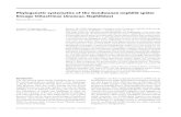 Blackwell Publishing Ltd Phylogenetic systematics …ezlab.zrc-sazu.si/uploads/2011/05/Kuntner2006_Clitae...The study of Hormiga et al. (1995), based on morphological and behavioural