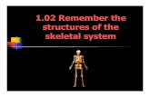 1.02 structures skeletal system...the skeletal system 48 • What is the process of bone formation? • What are the structures of the long bones? • What are the structures of the