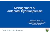 Management of Antenatal HydronephrosisAntenatal Hydronephrosis • Basic Principle/Problem –Persists after birth in 0.7% –Significant uropathy 1:500 –Dilation = Obstruction =