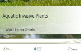 Invasive Garlic Mustard Aquatic Invasive Plants · 2016-07-22 · Aquatic Watch List for Ontario Goals of the Workshop To provide land managers with the information they need to accurately