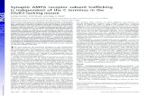Synaptic AMPA receptor subunit trafficking is independent ... · protocol to induce LTP in whole-cell recordings from CA1 pyramidalcells.Ashasbeenreported,themagnitudeofLTPwas not