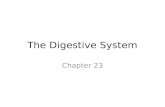 The Digestive System BIO 117... · Digestive System • Alimentary canal or Gastrointestinal (GI) tract: continuous tube, mouth anus • Key structures of the Alimentary Canal: mouth,
