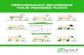 PERFORMaNCE RECORdINg YOuR PEdIgREE FlOCk · interest in performance recording had risen in the past two years. With commercial buyers actively seeking recorded rams with the right