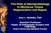 The Role of Mechanobiology in Meniscus Tissue Regeneration ... · Tissue Engineering •Understanding of mechanobiology can be exploited to promote meniscal regeneration and repair