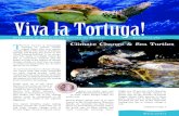 Viva la Tortuga!€¦ · 5 O NE OF TURTLE ISLAND ’S core values centers around giving people the opportunity to take action for the sea turtles, sharks, dolphins, and the oceans.