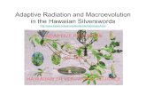 Adaptive Radiation and Macroevolution in the Hawaiian ...darwin.uky.edu/~sargent/EvolutionFAQ/silverswords.pdf · structures, adaptive radiations) are often preceded by episodes of