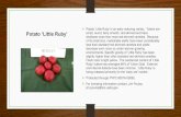 Potato Potato ‘Little Ruby’ Plants.pdf · (amaryllis) ‘Miami’ Amaryllis ‘Miami’ is a new and distinct tetraploid (2n=44) Hippeastrum interspecific hybrid plant particularly