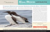 Newsletter of National Audubon Society’s Seabird ... · reared over such long periods are usually underweight, with lower survival rates than chicks that fledge in shorter periods.