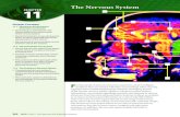 The Nervous System CHAPTER 11 · 368 MHR • Unit 5 The Nervous and Endocrine Systems Cells of the Nervous System The nervous system is composed of only two main types of cells: neurons