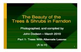 The Beauty of the Trees & Shrubs in Farndonbtckstorage.blob.core.windows.net/site2426/JD/110307-Tree... · 2011. 7. 5. · 4 Definitions - Flowers • Catkin – A spike of tiny flowers,