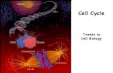 Cell Cycle - ms2016asab.files.wordpress.com€¦ · the cell cycle machinery, frequently via the induction of Cdk inhibitors. Suppression of cdk activity 1. Inhibitory phosphorylation