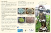 Lichens are Amazing! An Introduction to the Lichens of St ... · Lichens F. Dobson: Lichens in hurchyards Lichens are Amazing! There are over 1700 species in ritain. They are tiny