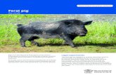 Wild dog control Feral pig · pig control especially for high value crops grown on small areas. Research has indicated that the most successful pig-proof fences are also the most