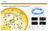 Cyclins and Cell Cycle Regulation - Abcam · 2009. 6. 8. · Cyclins and Cell Cycle Regulation Cell decides whether to continue Cell prepares to divide Cell division (mitosis) Cycle