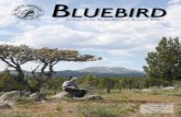 BlueBird Bluebird... · Islands, has taken on the project of bluebird recovery. Western Bluebirds thrived there until the 1950s, when their numbers began to decline. Since 1995, none