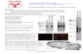 UC Davis/NIH NeuroMab Facilityneuromab.ucdavis.edu/datasheet/K28_74.pdf · 95 or PSD-93 knockout (KO) mice probed with K28/74 (left) or K28/86 (right) TC supe. Mouse samples courtesy