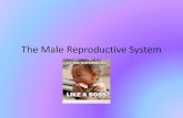 The Male Reproductive System - SD41blogs.ca€¦ · female reproductive system is the nurture the egg from fertilization to birth. Sex Characteristics •Females have both primary