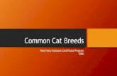 Common Cat Breeds - Northwest Career and Technical · 2020. 3. 31. · Common Cat Breeds Veterinary Assistant Certificate Program 2020. Domestic Short Hair (DSH) Domestic Medium Hair