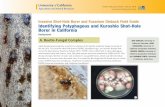 Identifying Polyphagous and Kuroshiro Shot-Hole Borer in ... · Invasive Shot-Hole Borer and Fusarium Dieback Field Guide | March 2018 | 3. C. Signs and Symptoms. Entry holes are