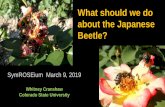 What should we do about the Japanese Beetle?€¦ · –Provision of water to allow tolerance and recovery from root loss . White grubs damage turfgrass by feeding on roots. Grasses