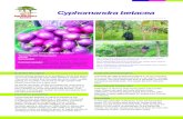 Cyphomandra betacea - | World Agroforestry · Cyphomandra betacea Botanical description Cyphomandra betacea is an evergreen shrub that grows up to 2-3 metres high and rarely passes