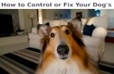 How to Control or Fix Your Dog's Bad Behaviour