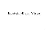 Epstein-Barr Virus - JU Medicine · Epstein-Barr Virus (EBV) •Belong to the gammaherpesvirus subfamily of herpes viruses •Nucleocapsid 100 nm in diameter, with 162 capsomers •Membrane