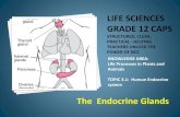 The Endocrine Glandsvoortrekkerafstandsleer.co.za/wp...Human_Endocrine... · The body has 2 types of glands. These are exocrine and endocrine glands. Exocrine glands are glands that