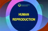 HUMAN REPRODUCTION€¦ · HUMAN REPRODUCTION . Contact info : 8400, 8604 The reproductive cycle in the female primates (e.g. monkeys, apes and human beings) is called menstrual cycle.