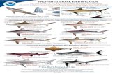 Prohibited Shark Identification Card - New Jersey€¦ · Galapagos, Caribbean Sharpnose, Narrowtooth, and Smalltail Sharks Broad caudal keel Gray to black on top, underside white
