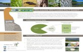 Delaware Wetlands Fact Sheet - DNREC Alpha...Delaware Wetlands Fact Sheet 50% of wetlands have been lost since the late 1700s due to conversion of land to farm fields, development,