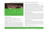 Scotophilus dinganii African Yellow Bat · African Subregion. Third edition. Cambridge University Press, Cambridge, UK. Taylor PJ, Sowler S, Schoeman MC, Monadjem A. 2013. Diversity