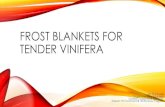 Frost Blankets for Tender Vinifera · Frost Blankets for Tender Vinifera Author: Jim Created Date: 3/25/2016 11:16:13 AM ...