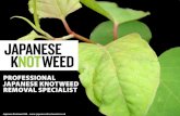 PROFESSIONAL JAPANESE KNOTWEED REMOVAL SPECIALIST · JAPANESE KNOTWEED Japanese knotweed is a species that rapidly grows to an impressive height of 2-3 metres (6-10 feet) in a single