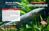 Electric Eels! LEVELED BOOK U...Electric Eels! • Level U 8 Shocking Fact Electric eels can regenerate the tail parts of their bodies if they’re cut off, similar to some lizards