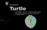 Turtle - Pandaawsassets.panda.org/downloads/turtle_report_print_6.pdf · 1. identify any change in the marine turtle trade along the markets around Viti Levu; 2. monitor the effectiveness