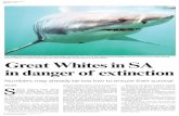 Stellenbosch University Jul 2016 - Pretoria News - Gre… · declining local shark numbers. Shark nets used to protect swimmers and surfers killed more than 1000 Great Whites off