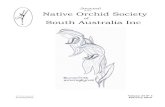 Native Orchid Society South Australia Inc · 2019. 10. 17. · South Australia is the driest, flattest of the Australian states with the highest percentage of habitat loss occurring